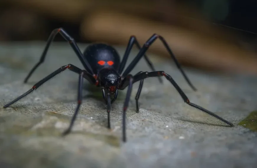 Que pasa si te pica una viuda negra: secretos y peligros de las arañas misteriosas