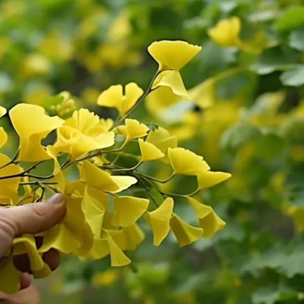 Ginkgo biloba: El asombroso&hellip;