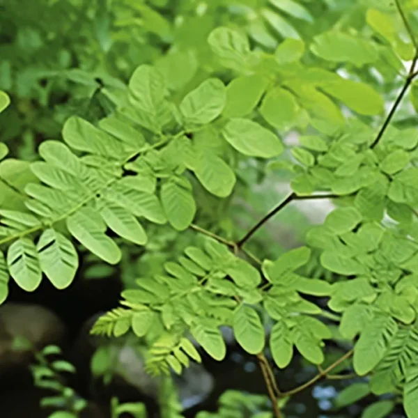 La Moringa y su&hellip;