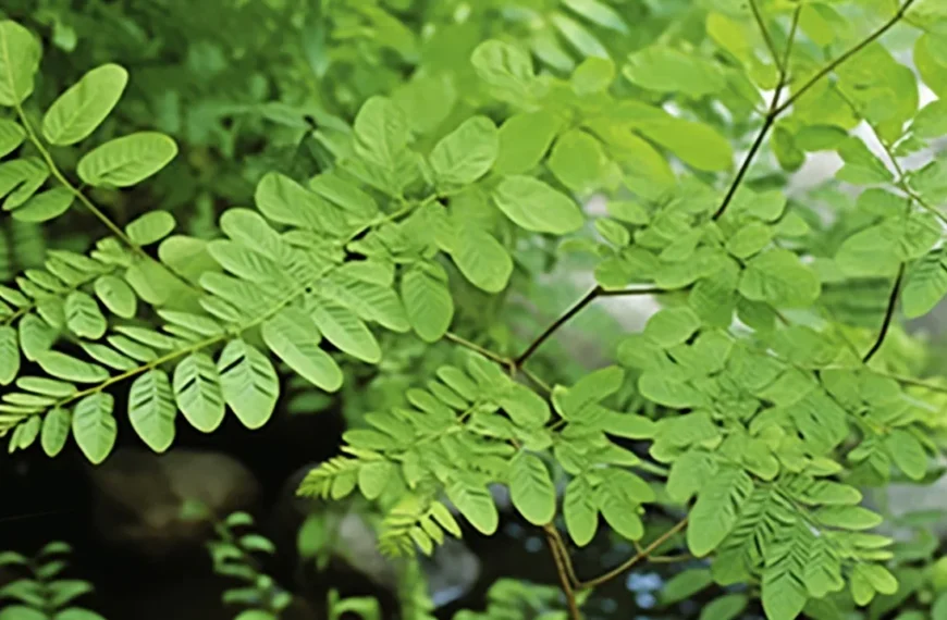 La Moringa y su impacto en los riñones