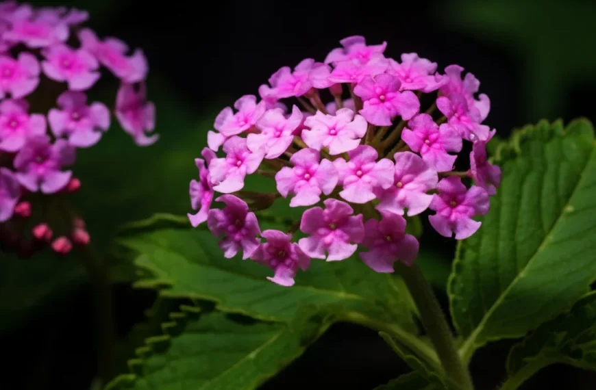 ¿Qué es la verbena planta y para qué se utiliza?