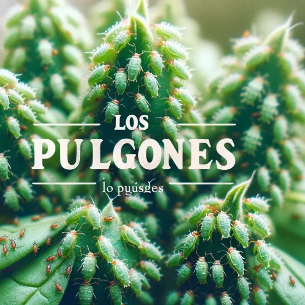Remedios Caseros contra Pulgones:…