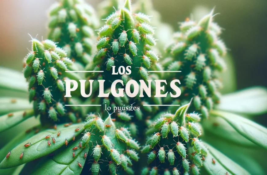 Remedios Caseros contra Pulgones: Soluciones Naturales para tu Jardín